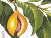 Cos'è Moschata?