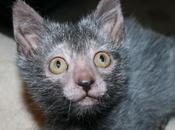 Likoycat: nuova razza gatto lupo mannaro conquista tutti