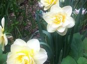 Tulipani narcisi fiore!