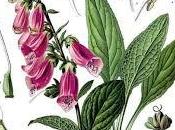 Cos'è Digitalis Purpurea?
