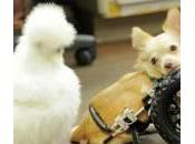 Roo, chihuahua senza zampe amico pollo Penny (foto)