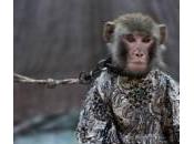 Pakistan, scimmie ammaestrate esibiscono pubblico (foto)