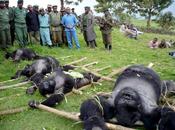 Congo /Stop alle ricerche petrolifere Parco Virunga