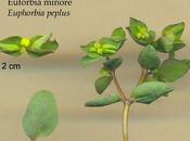 Pianta comune come terapia cancro alla pelle