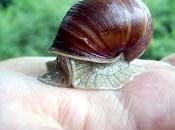 Escargot pour peau!