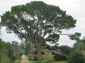 Alberi monumentali, pino Monserrato, Isola d’Elba (LI)