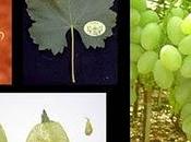 Consorzi Bonifica favorire commercio foglie d’uva l’Arabia Saudita