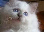 gatto monegasco