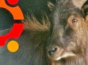 novità Ubuntu 14.04 “Trusty Tahr”: sistemi storage SSD, troviamo abilitato TRIM default.