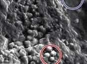 prove della vita Marte forse nascoste meteorite