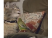 gatto pappagallino: spot diventa virale