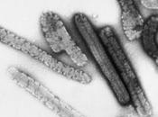 Virus gigante riprende vita dopo scongelamento ghiacci siberiani