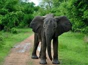 safari South Luangwa National Park Zambia