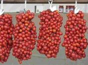 Siracusa: ruba pomodori all’Arenella, finisce domiciliari