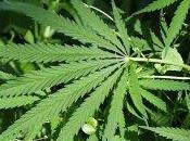 Cannabis scopo terapeutico: libera governo Renzi