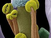 Wellcome Image Awards 2014: vincitori delle migliori fotografie scientifiche