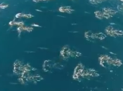 MIGRAZIONE DELFINI Seguiamola insieme riprese drone +Video