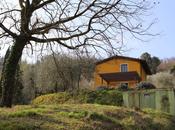 potatura degli olivi