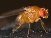 Effettuando serie esperimenti Drosophila melano...