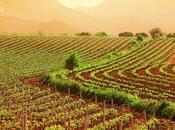 Agricoltura, aziende calabresi