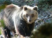 Allarme Wwf: “Azioni decise contrastare l’estinzione dell’orso marsicano”