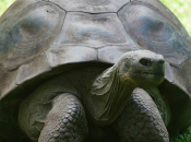 Jonathan, tartaruga gigante delle Seychelles: probabilmente l’animale vecchio della Terra