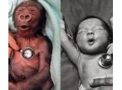 Baby gorilla neonato: reazione allo stetoscopio stessa (foto)