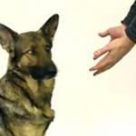 Prestigiatore sparire biscottini cani: eccole reazioni (video)