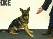 Cani magia: cosa succede sparire biscotto? (VIDEO)