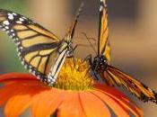 Perché cosi? Voglio solo felice!