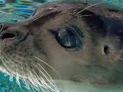 foca