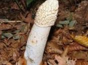 Phallus impudicus