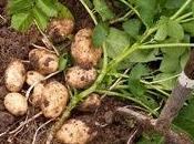 Patata