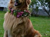 #venerdìdifiori- Fuchs