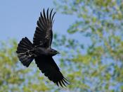 L'intelligenza corvi