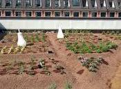 Milano: SuperOrtoPiù. Tetti diventano orti prati verdi