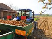 coltivazione della patata d'Egola