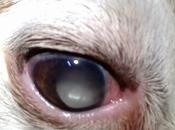 Glaucoma lussazione cristallino cane