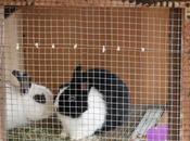 Carotino, giovannina e...