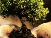 Trasformare alberi dispositivi hi-tech l'accumulo energia