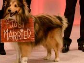 Fido viene voi: occupa wedding dogsitter