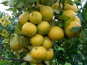 Liquore bergamotto, ricetta gustare