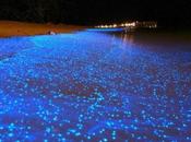 MALDIVE spiaggia illumina come cielo stellato+Foto