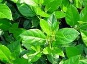 Viburno lucido siepe