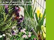 Rapporto greenpeace: pesticidi dannosi nelle piante ornamentali vendute europa