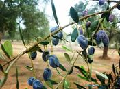 “Cellina Nardò”, “Saracena“, “Scurranese“, “Cafareddha“, “Osciula“.