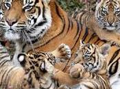 tigri mangiano loro giovani