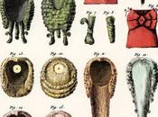 Encyclopédie Diderot: couturier (parrucchiere,sarta, sarto,modista)