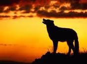 miei racconti soli accompagnati?