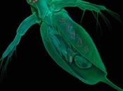 L'animale geni? pulce d'acqua